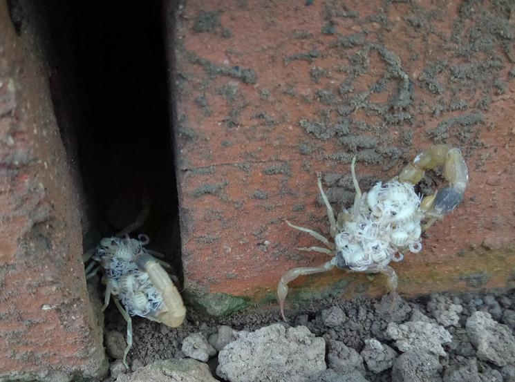 养蝎子应该给蝎子喂什么,农村养蝎子蝎子吃什么