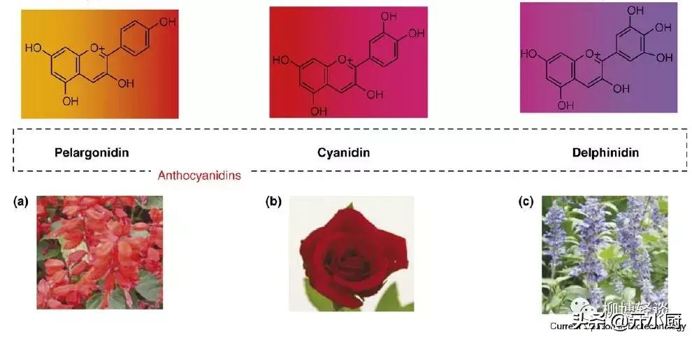 紫红色的新鲜玉米是转基因玉米吗,黑色微甜的玉米是转基因的吗