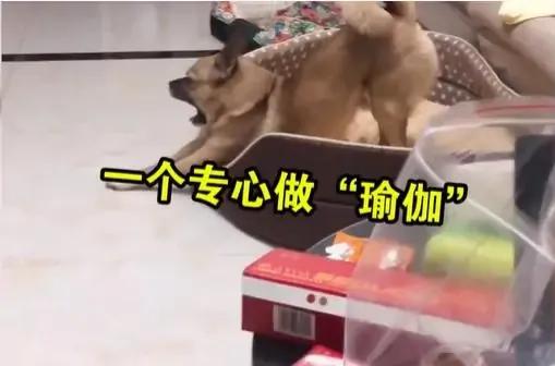 狗狗不停做伸懒腰动作,狗狗整天趴着不运动