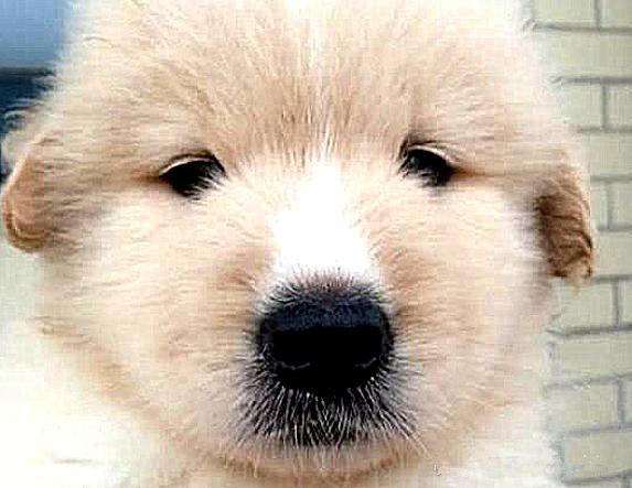 萨摩耶怀孕前兆,萨摩耶知道主人怀孕会有什么反应