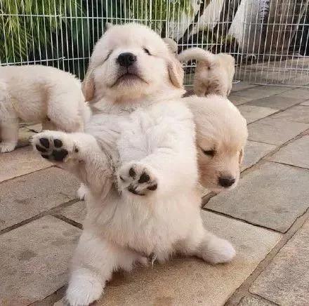 金毛训练定点上厕所,怎么让金毛定点上厕所