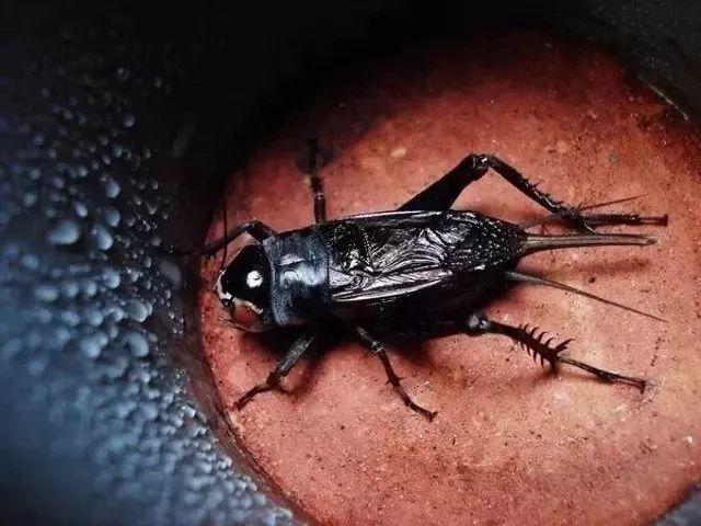 百艺杂谈,教你鸣虫界的八句“黑话”