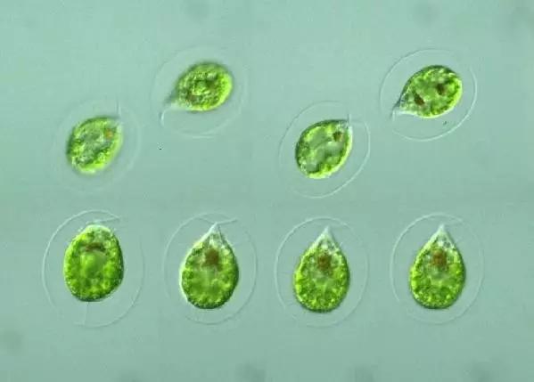 水产养殖业藻类的生命周期,水产养殖常见藻类植物