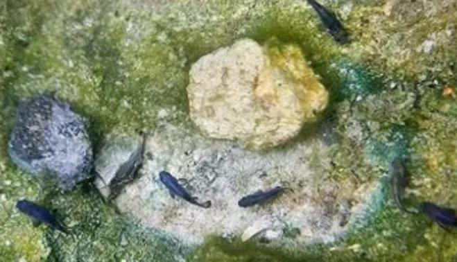 沙漠鱼濒临灭绝,全球仅剩38条的沙漠鱼怎样