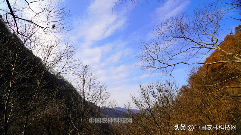 太白县鹦鸽镇药王谷,太白鹦鸽镇药王谷