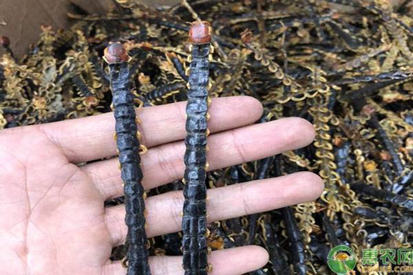 蜈蚣价值多少钱一斤,蜈蚣的中药价格多少钱一斤