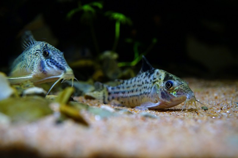 南美水族论坛推荐,南美水草造景论坛