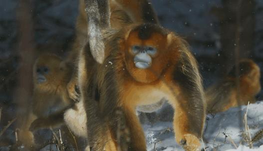 海象跌落山崖图片,海象坠崖北极熊吃海象