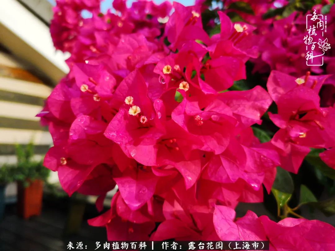 这6种多肉又粉又可爱萌翻少女心,粉粉萌萌的多肉有哪些