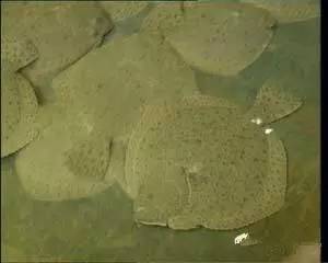 中国海鲜河鲜,市场河鲜海鲜种类大全