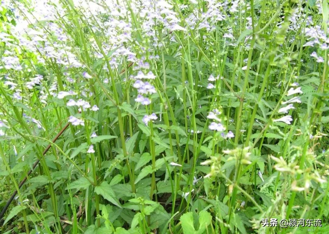 农村种植中药材哪些药材前景好,农村种植中药材