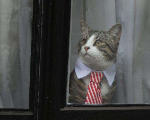 阿桑奇和母亲,阿桑奇母亲访谈