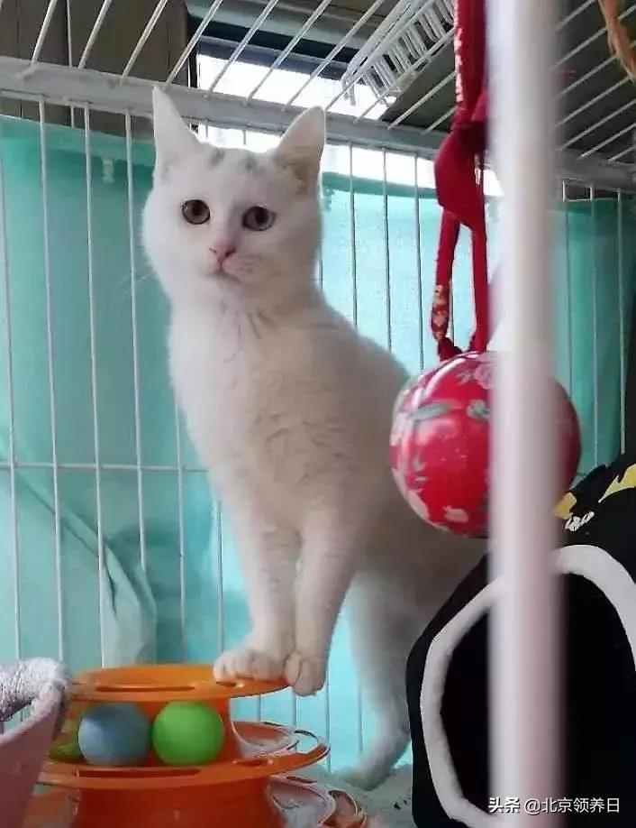 #领养代替购买#给它们一个家|线上宠物领养日,20190608加场