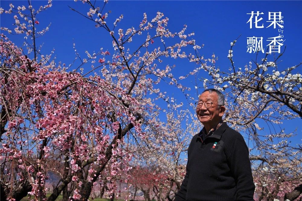 原来，日本果业是一个精致的、被JA溺宠的“老宅男”