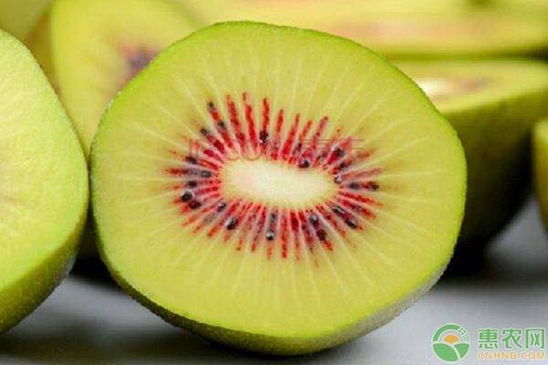 猕猴桃第二年该怎么管理,猕猴桃结果以后怎么管理