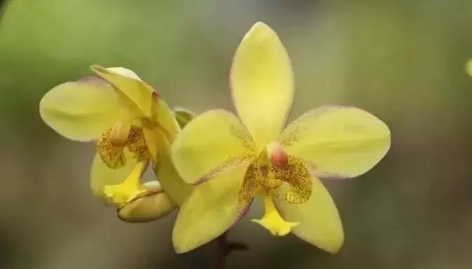 史上最全的兰花鉴赏,兰花品种之精品欣赏