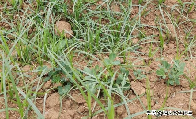 花生田杂草管理,花生田杂草有哪几种