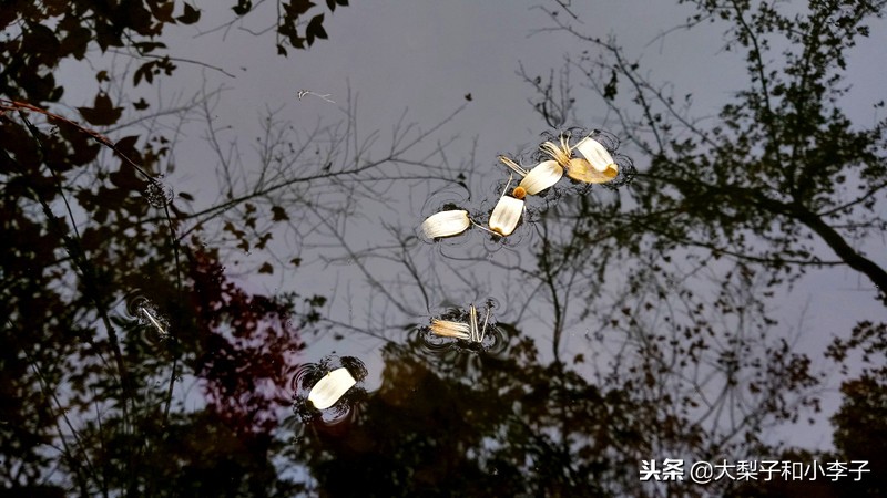 moto照相,moto拍照效果