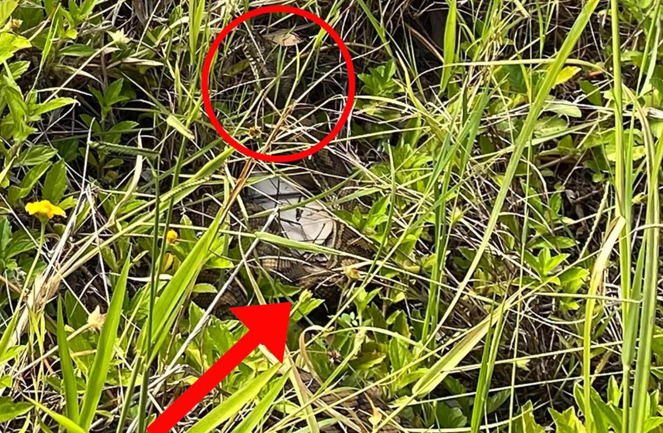 蛇会报复和记仇吗,人打蛇蛇会反击吗