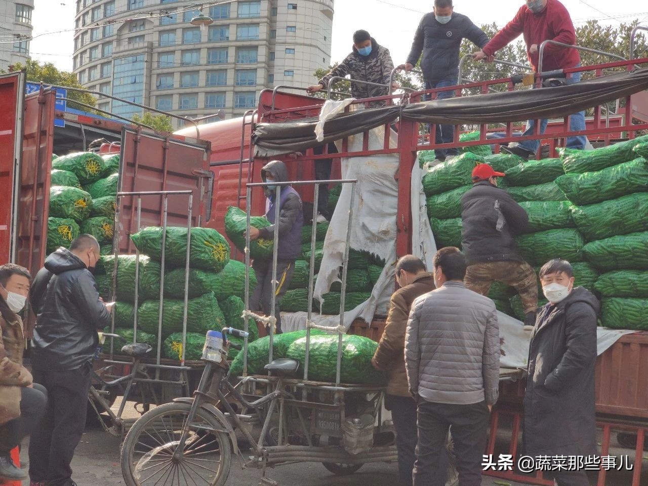 今日上海江桥带壳鲜蚕豆批发价,上海江桥蔬菜批发市场运输蚕豆