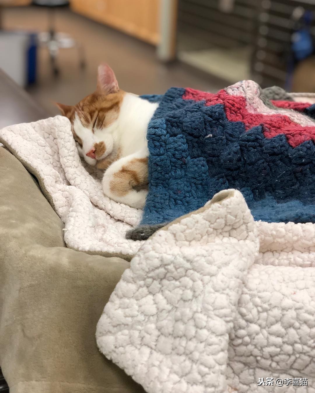 铲屎官出门后猫咪都在想什么呢,铲屎官准备外出