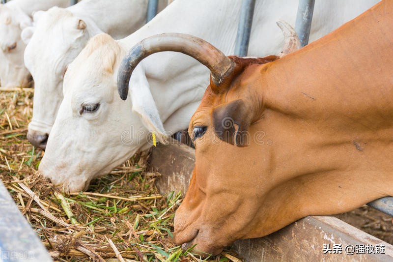 高温防止牛中暑,牛中暑的症状及治疗