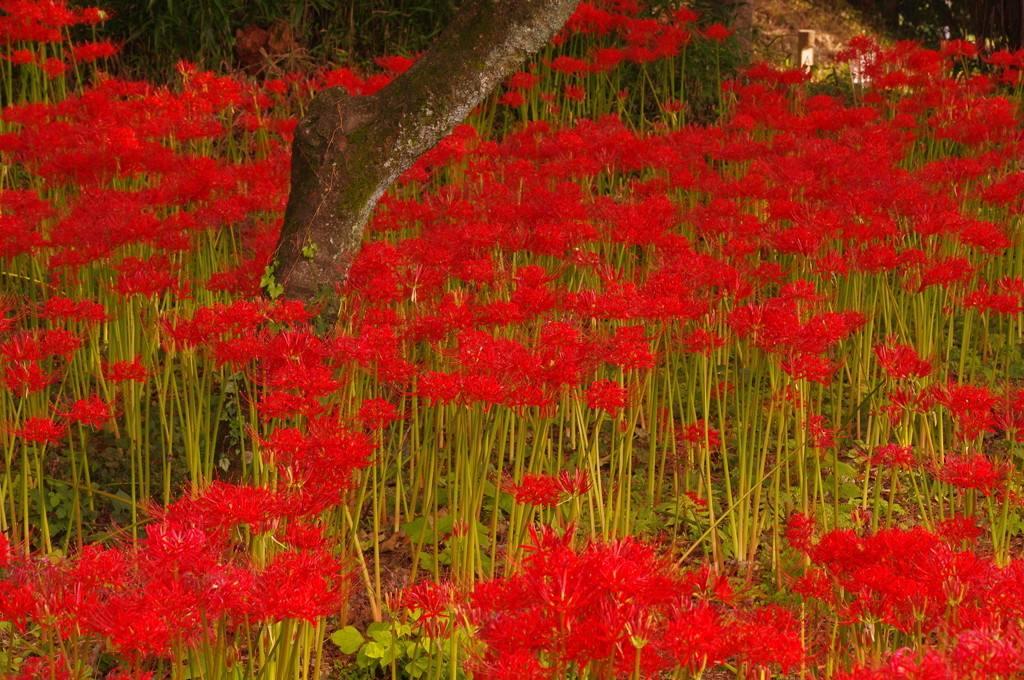 十种毒花不能养,十种大毒花家里经常养