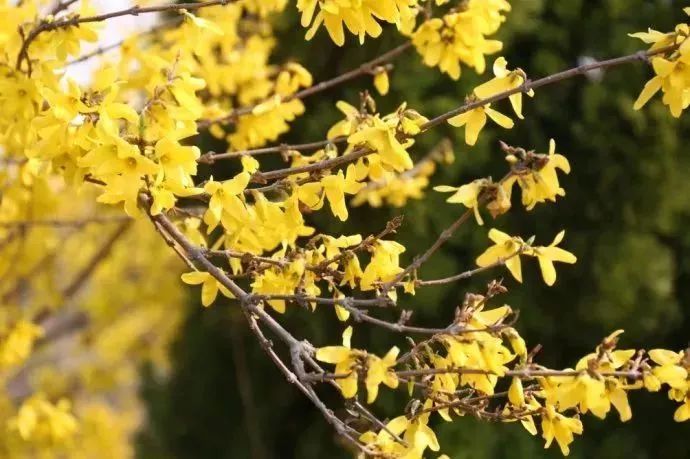 看到花的时候，不知是什么花？那就收下这份百花图谱