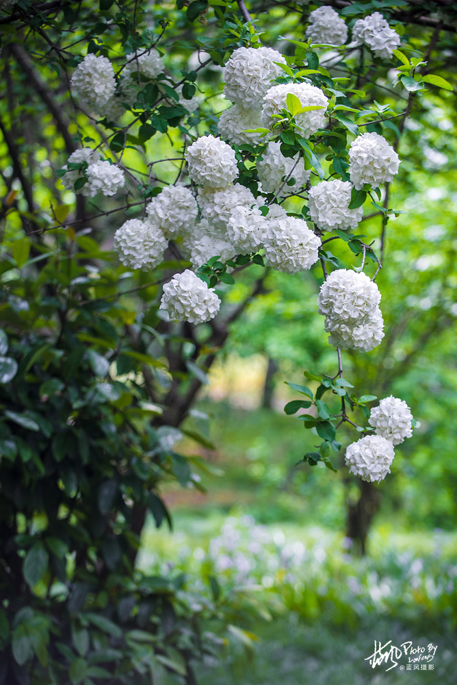 上海国际花展一览表,上海国际花展一览