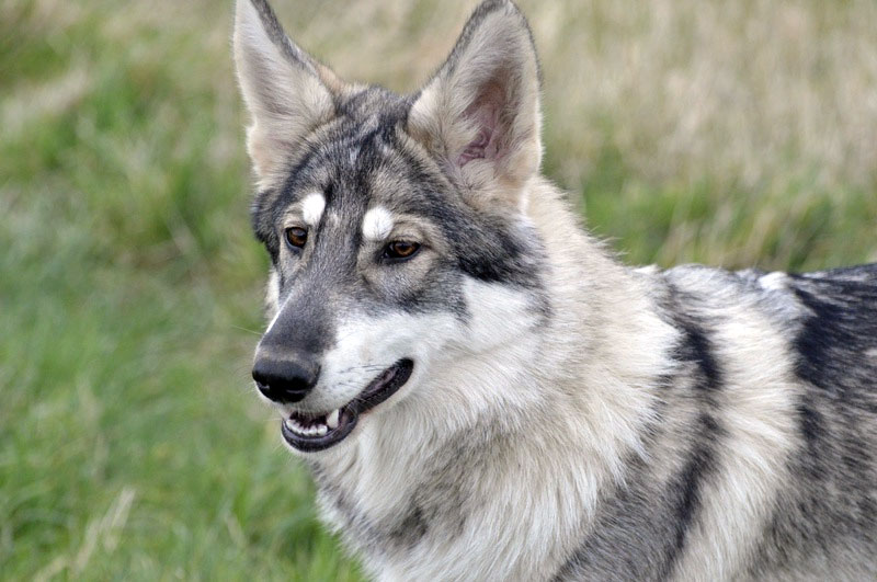 像哈士奇一样的小土狗是什么狗,比哈士奇还像狼的犬种