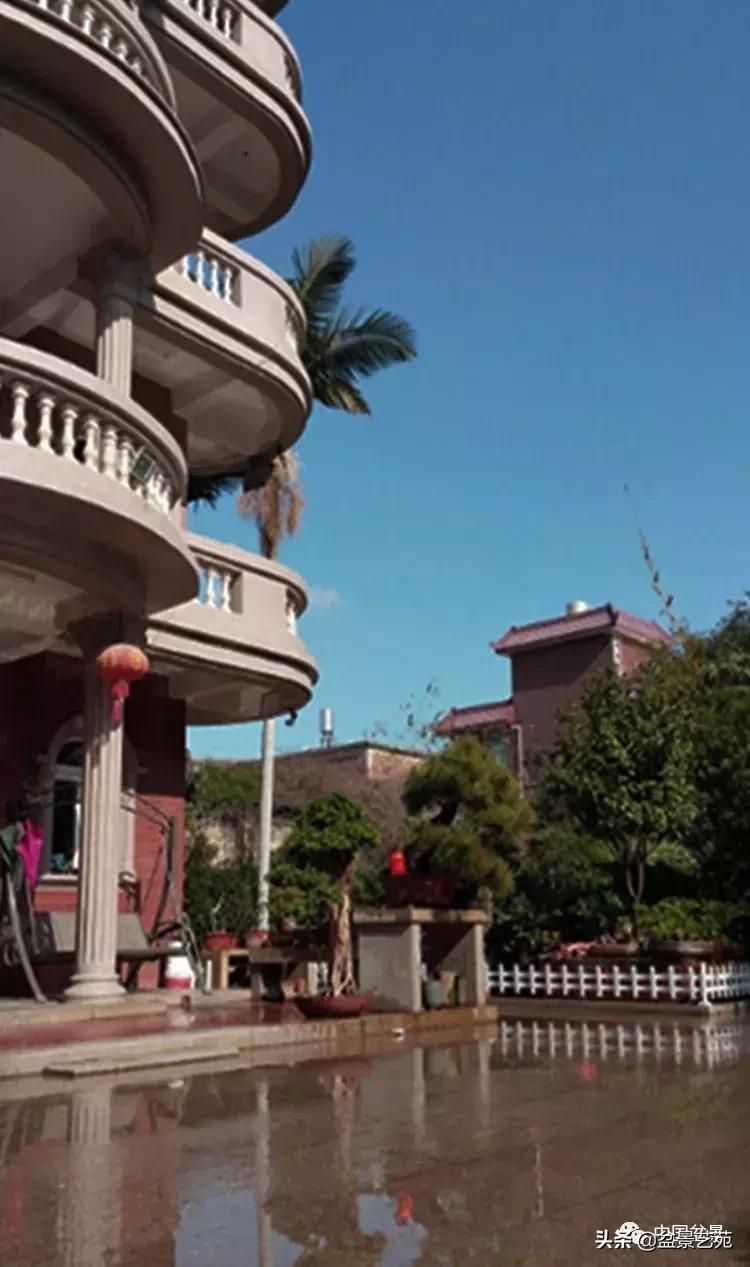 陈文图榕树欣赏,陈文图盆景