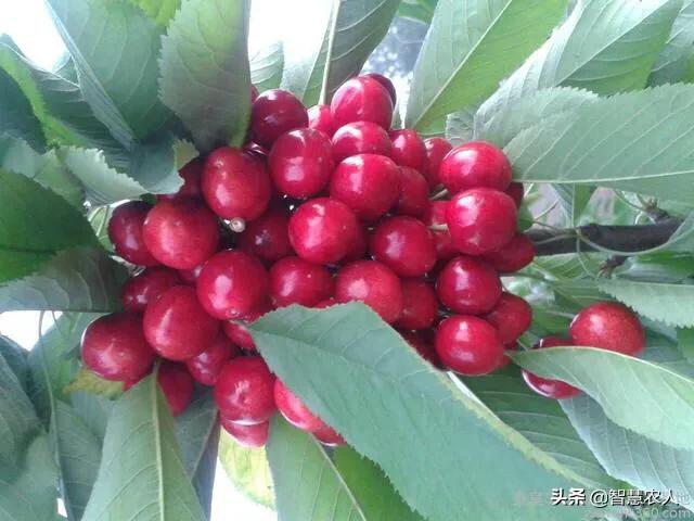 都说樱桃好吃树难栽的高级文案,樱桃树怎么种植最好吃