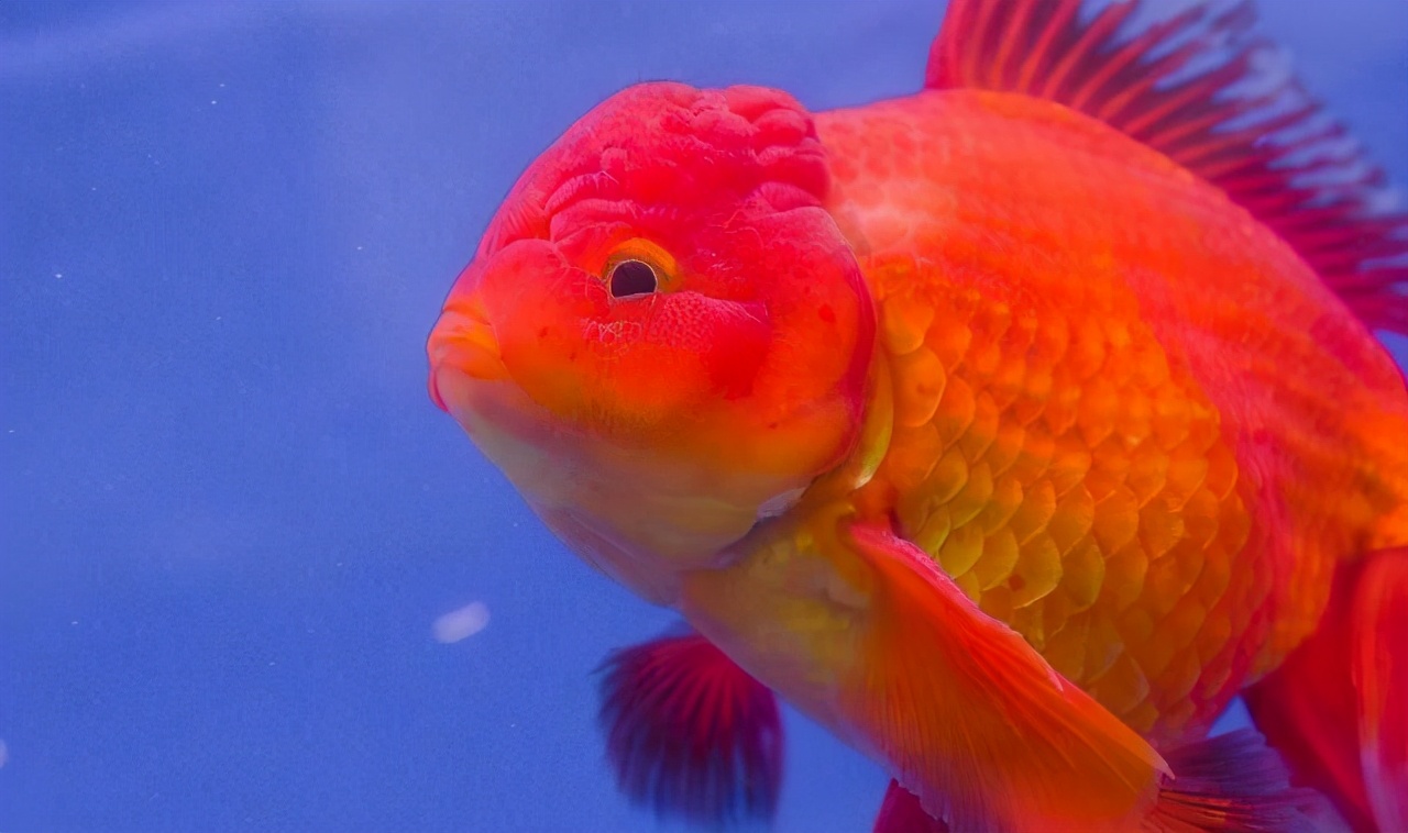 宠物鱼饲养时注意事项,养好宠物鱼注意事项