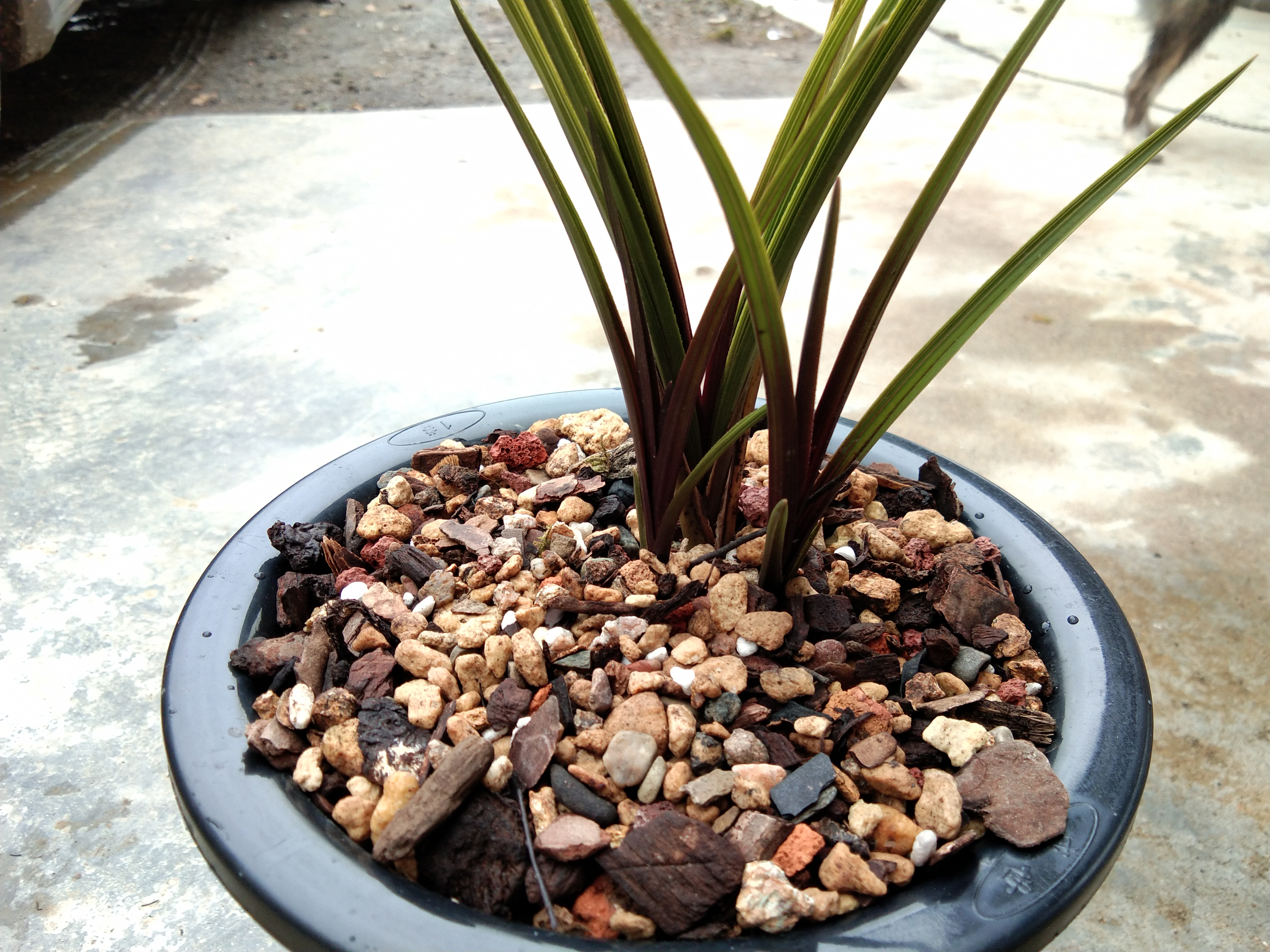 野生兰花驯化和诱变,兰花品种分辨及养兰技巧