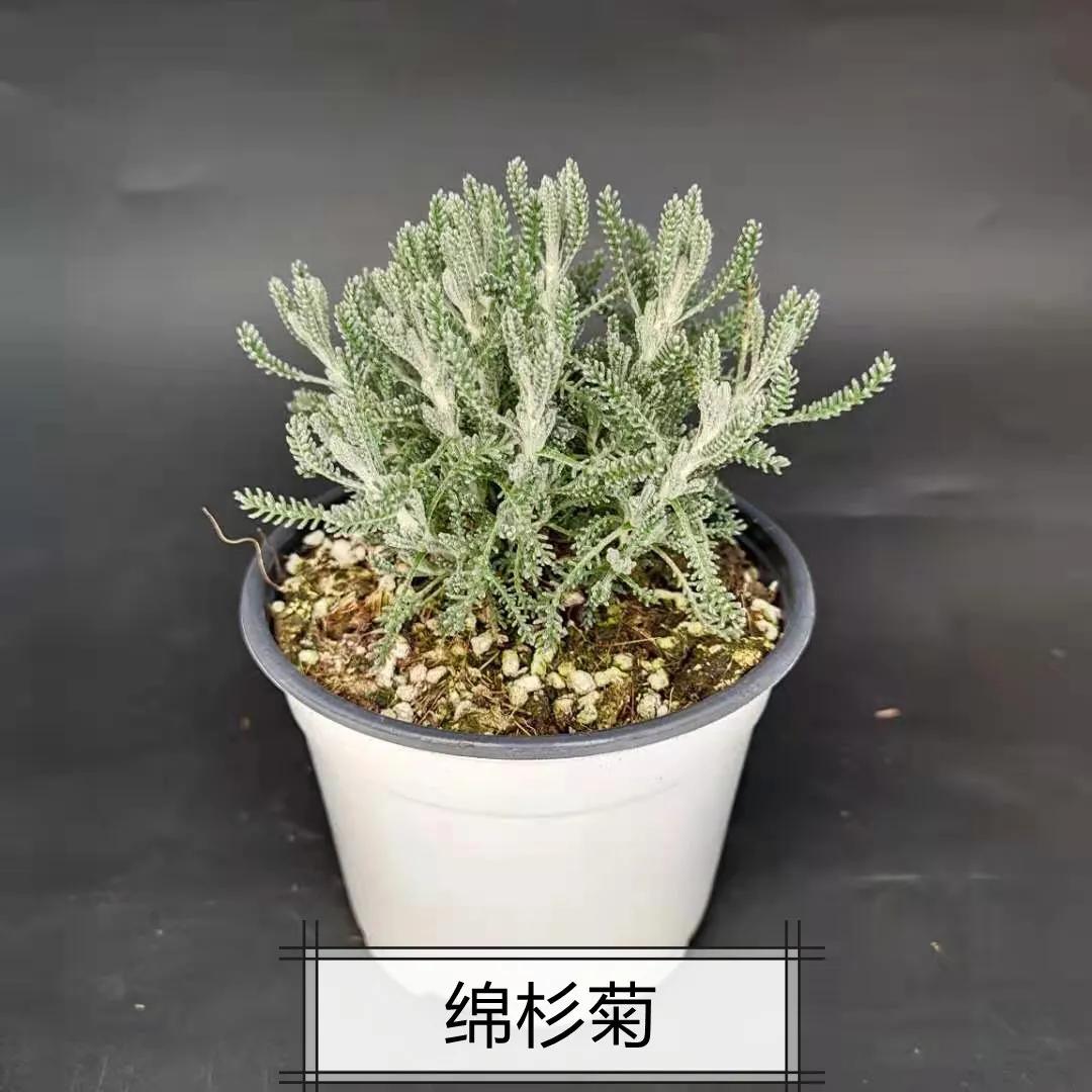 观花草本植物推荐,最具观赏性的观叶植物