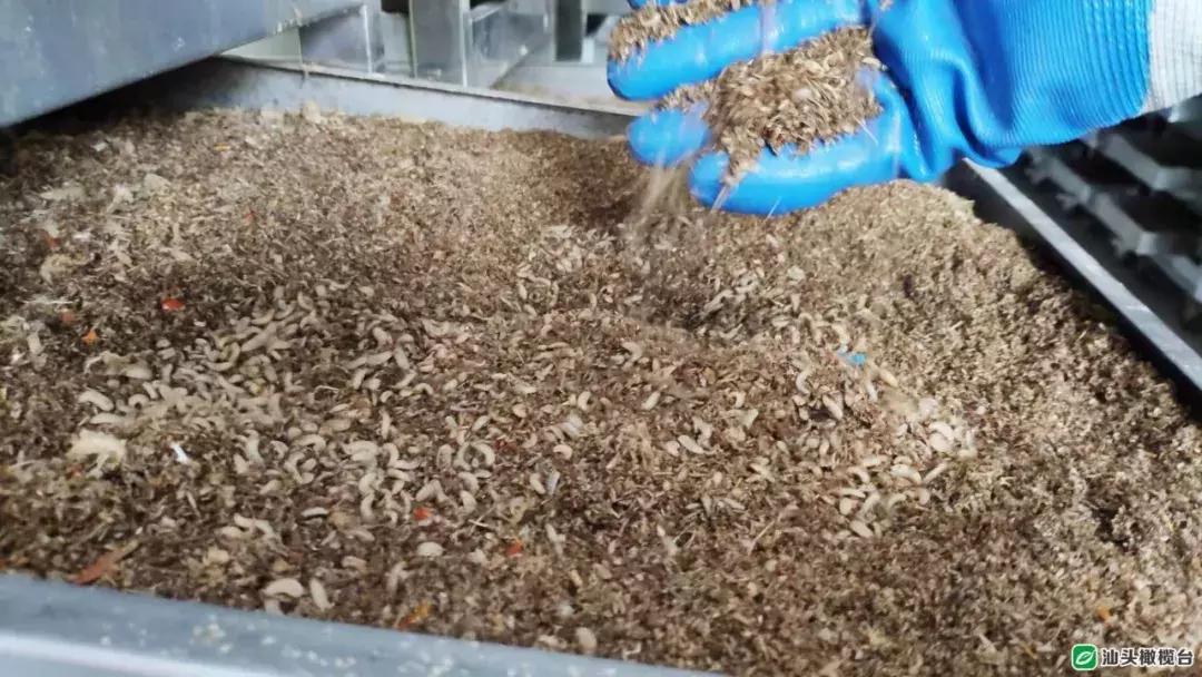 汕头市厨房垃圾,吃餐厨垃圾的虫子