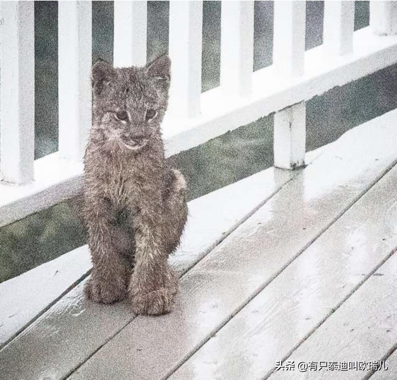 外面传来咚咚声把他吵醒，起床查看：家门口被它们占领了！