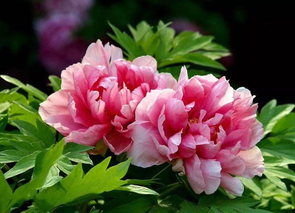 看过才明白为什么牡丹是国花,为什么有人说中国国花是牡丹