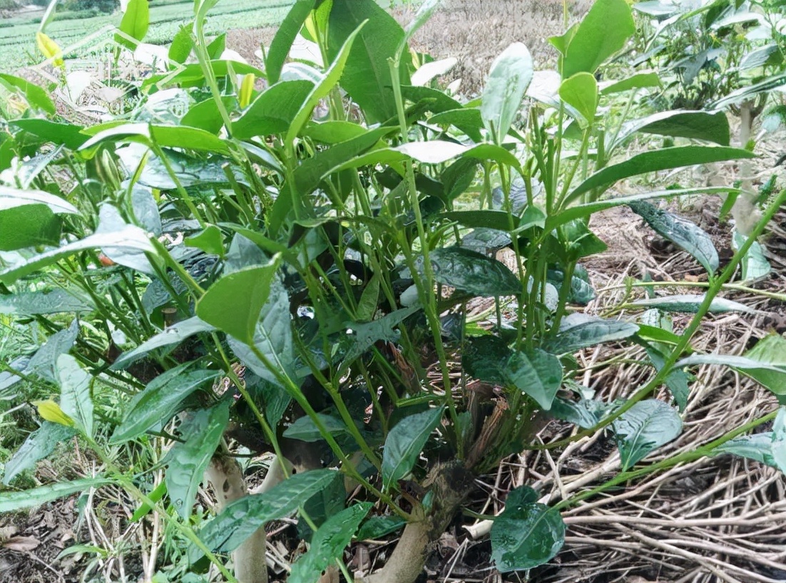 茶树开花影响产量吗,茶树开花结果是什么原因