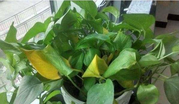 绿萝鱼缸水培养殖方法,绿萝室内水培养殖方法