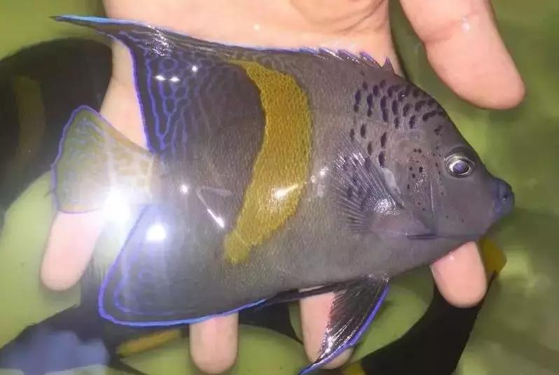 fot海水观赏鱼,fot鱼品种