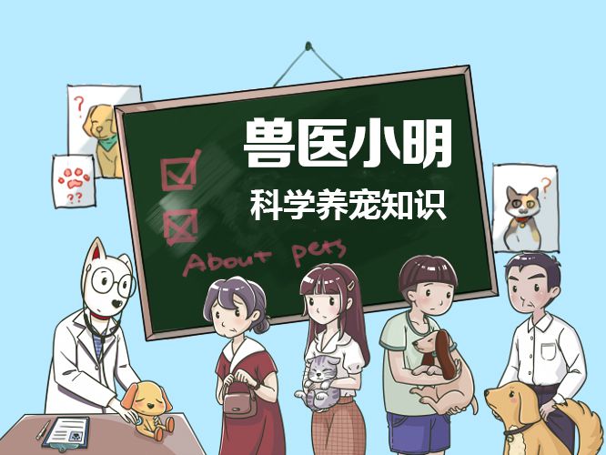 猫咪受伤的症状和治疗,猫咪受伤了一直在舔毛怎么办