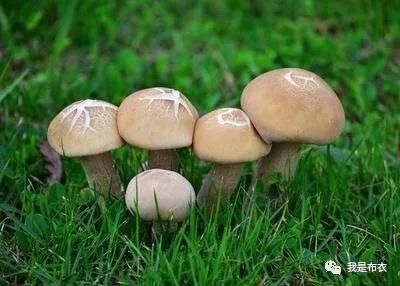 布衣：好书推荐——阿来的《蘑菇圈》