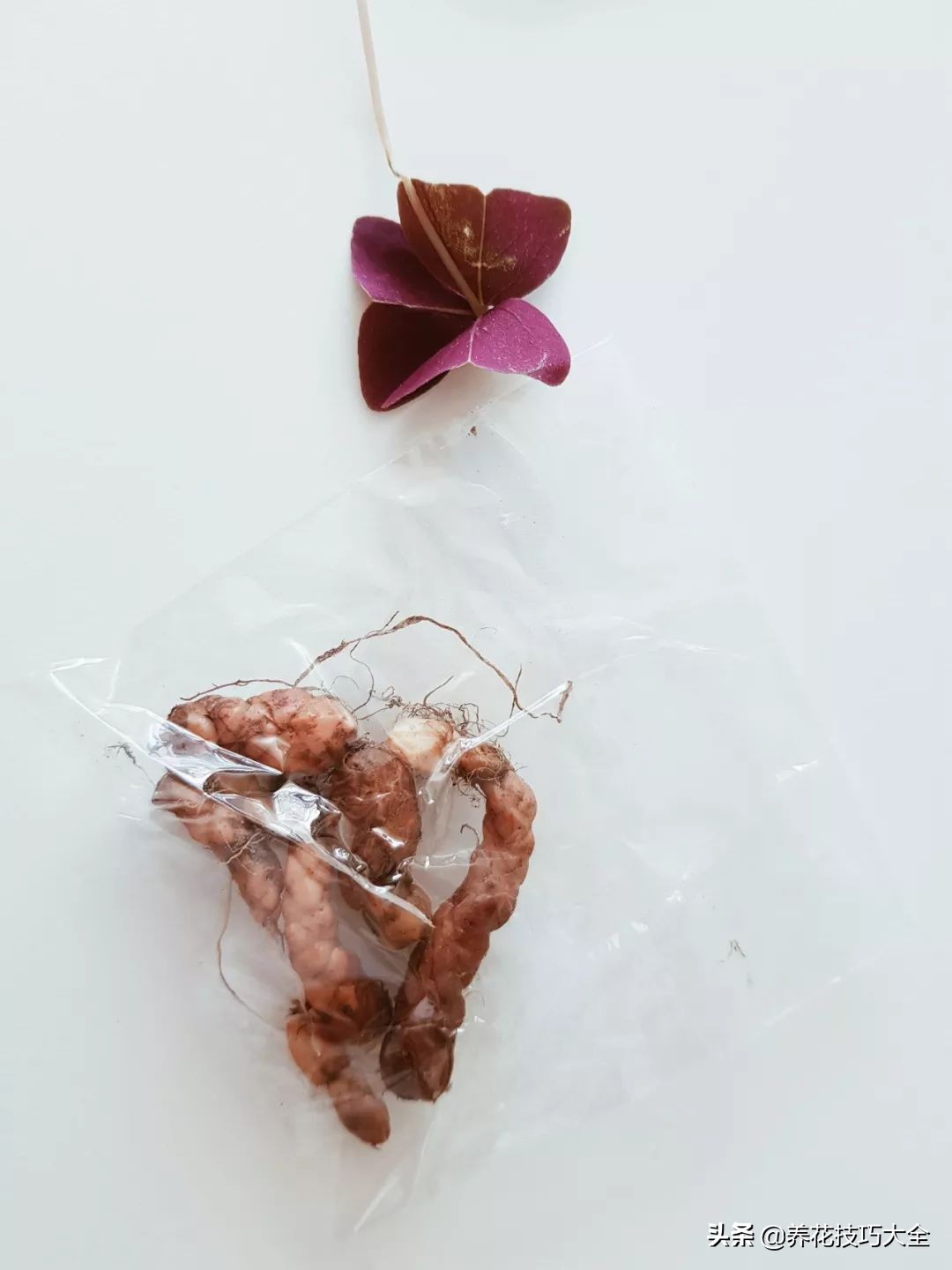 幸运草块茎,紫色幸运草种植的注意事项