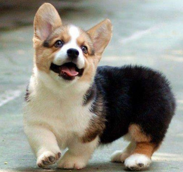 柯基狗粮如何搭配好吃又营养,柯基狗粮怎么养好吃又简单