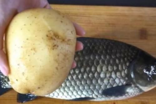 刮鱼鳞会把鱼皮刮掉是怎么回事,刮鱼鳞鱼会疼吗