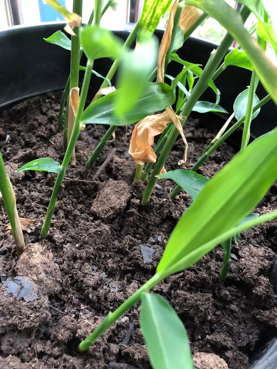 这6种菜根不要丢,哪4种菜根不能丢在家盆栽