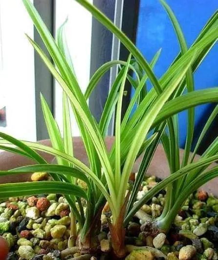 曾是天价兰的品种,天价兰品种