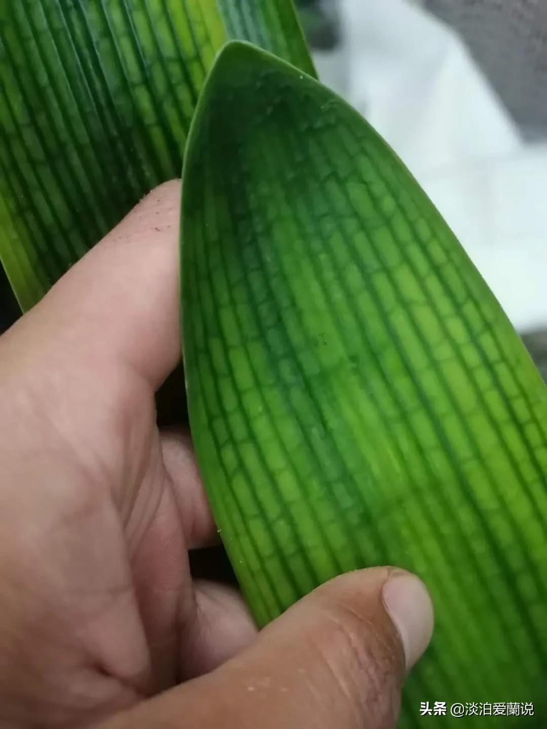 药兰和君子兰有什么区别,君子兰小黑飞虫用什么药