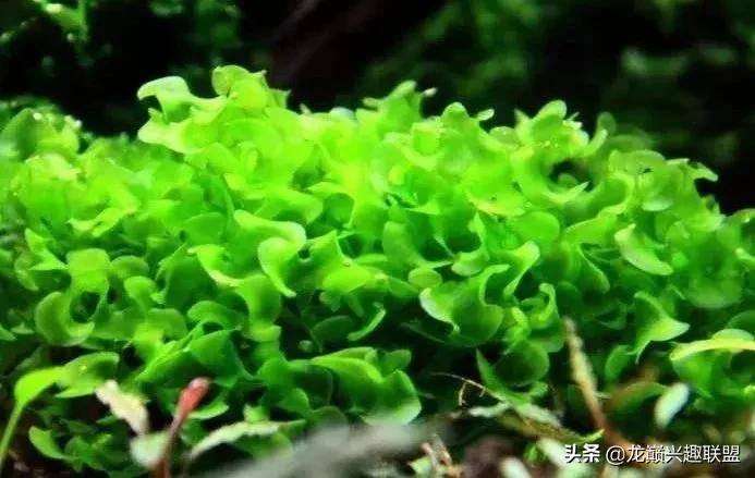 沉木绑扎什么莫斯好,珊瑚莫斯怎么绑扎